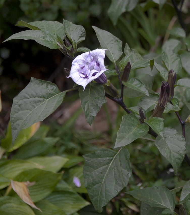 Дурман индийский