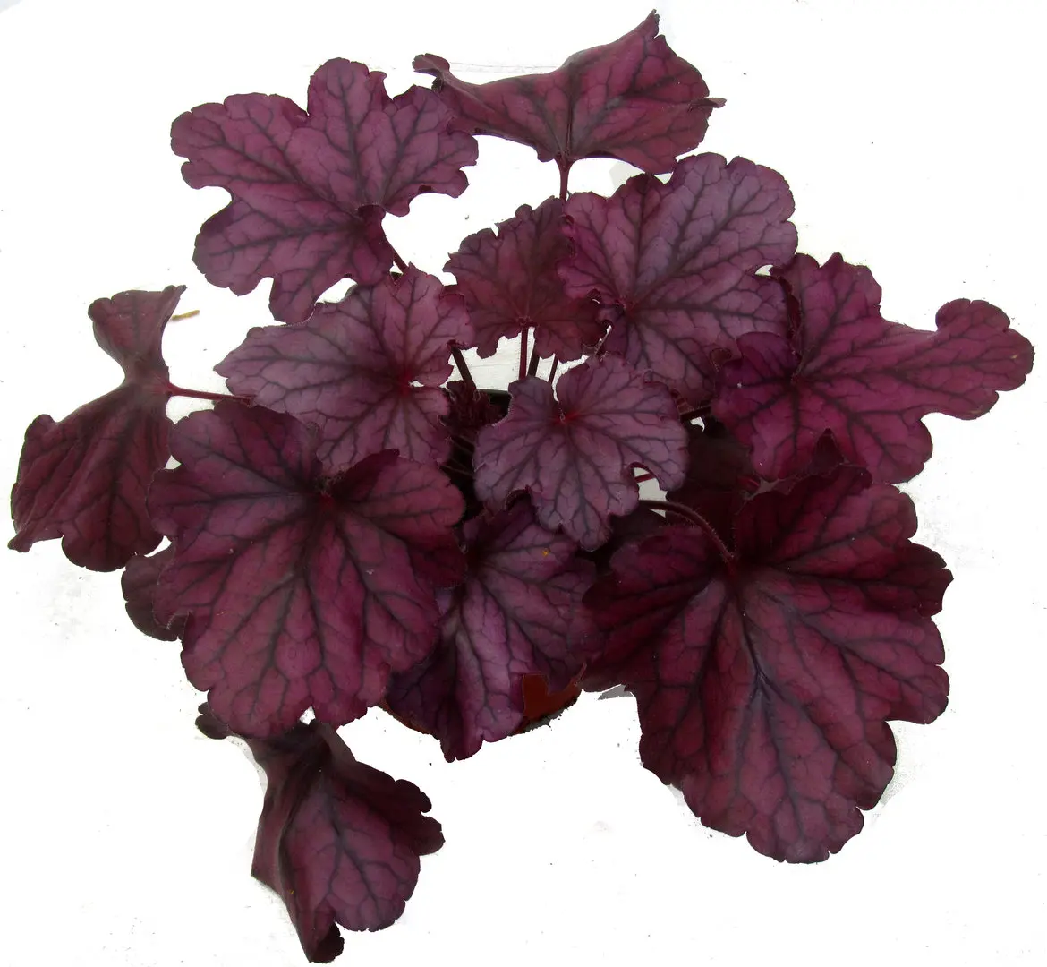 Геухера кроваво-красная