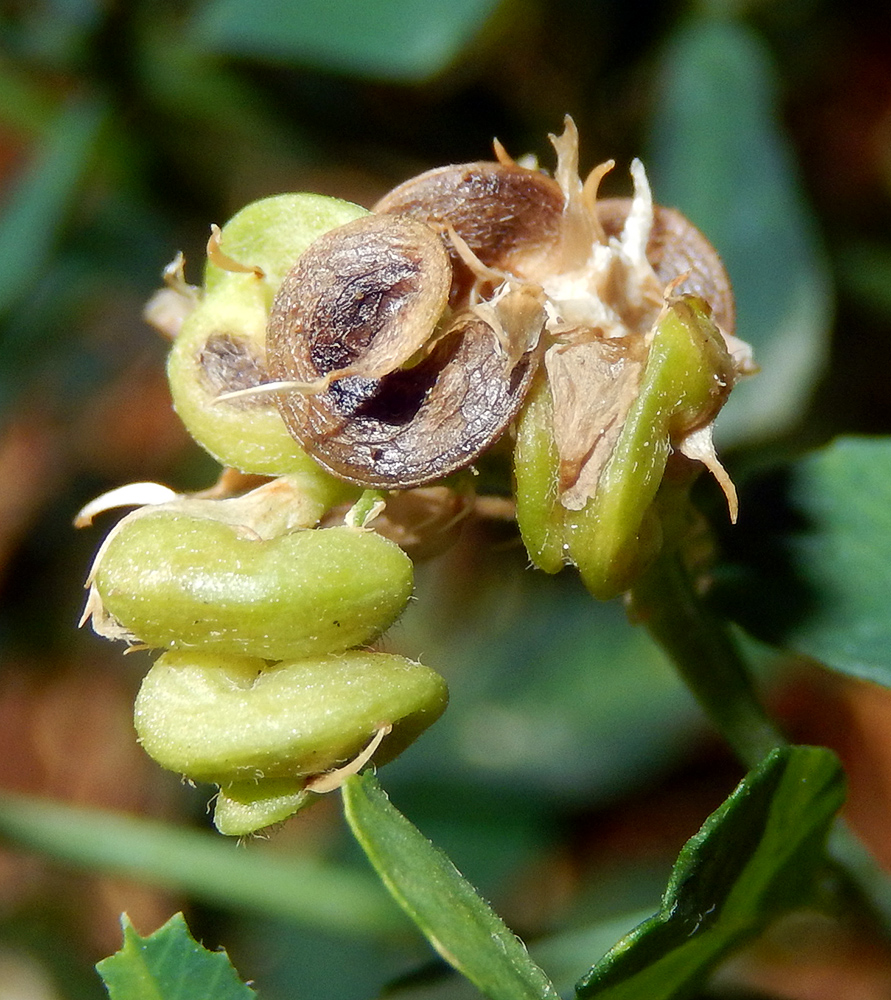 Люцерна посевная