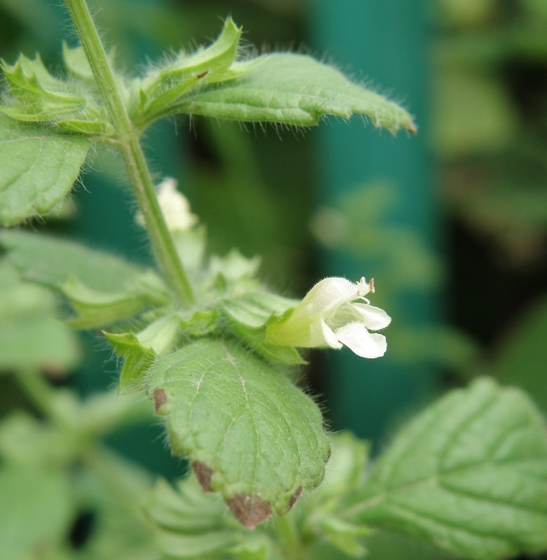 Мелисса лекарственная