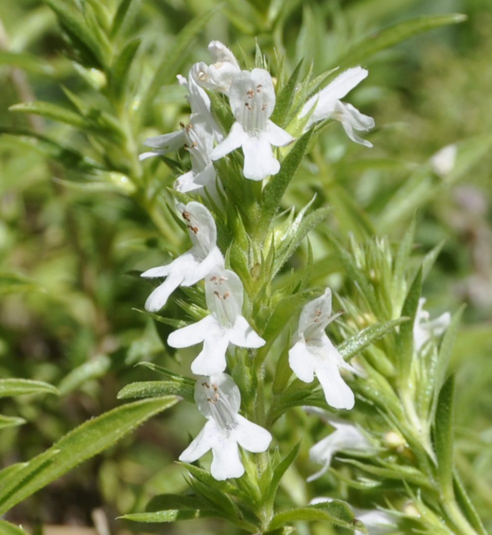 Чабер горный