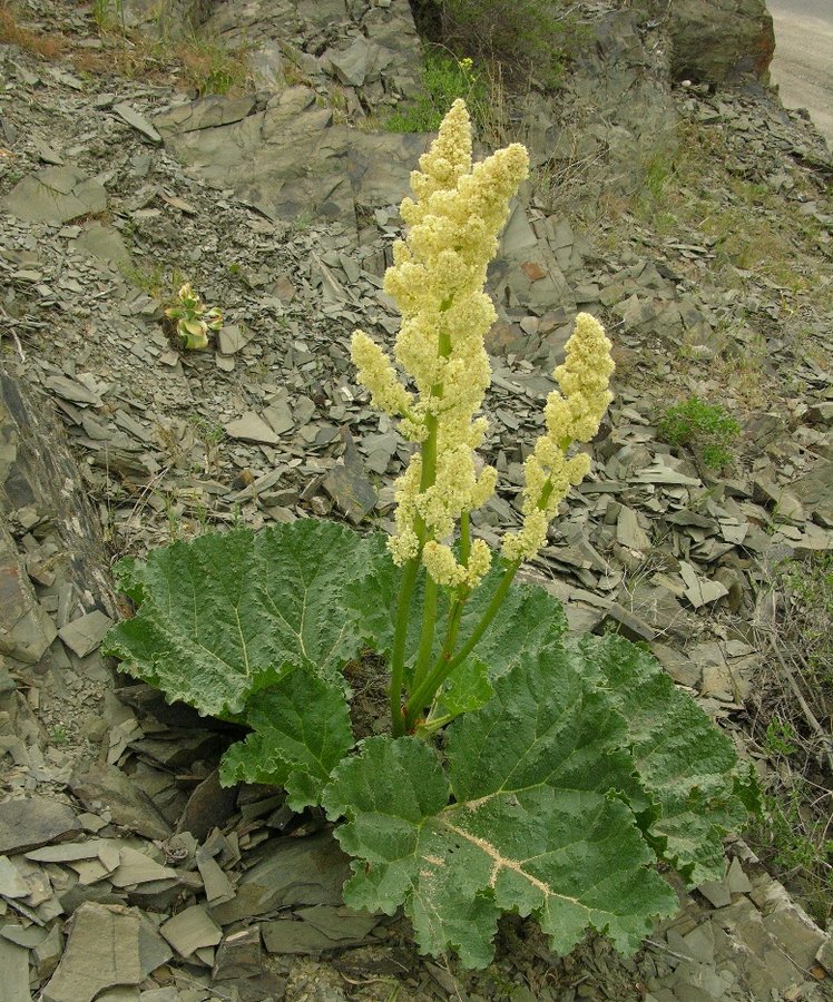 Ревень лекарственный