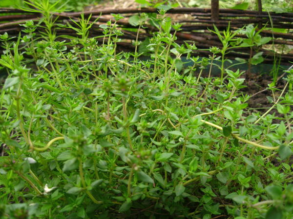 Тимьян овощной