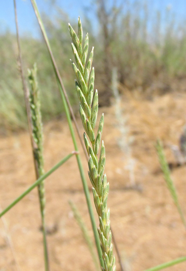 Житняк сибирский