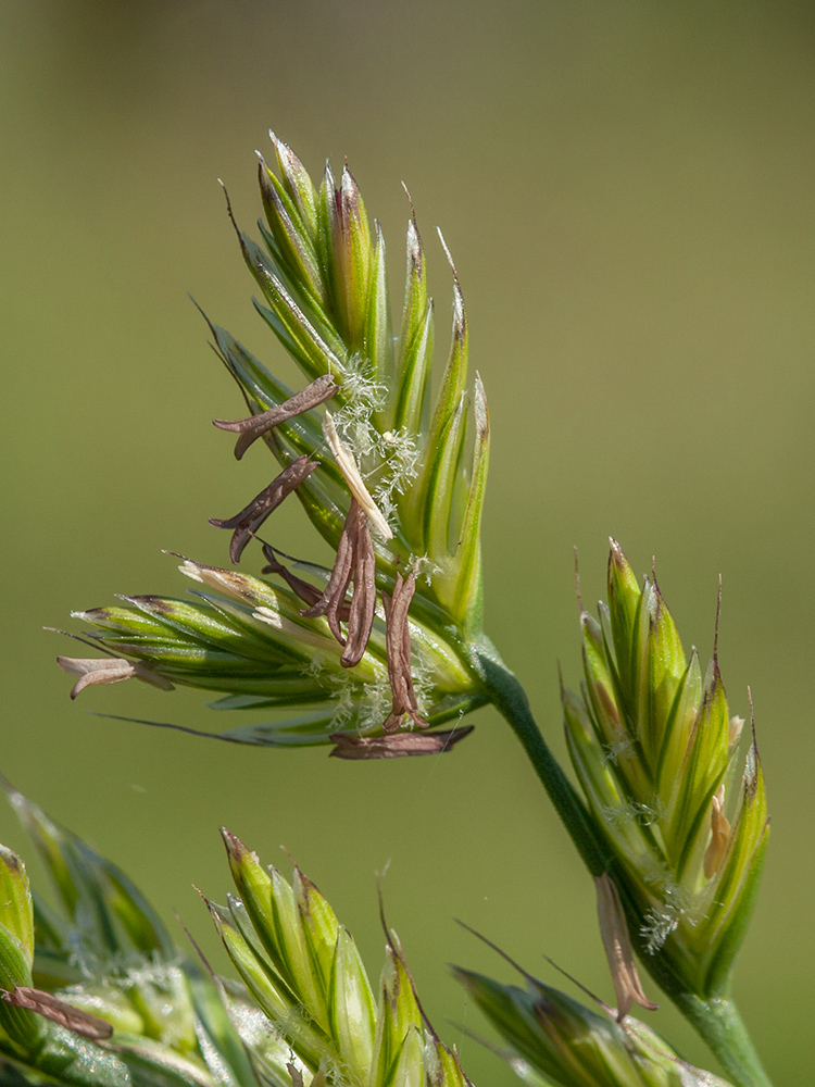 Фестулолиум