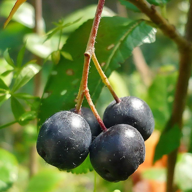 Арония черноплодная