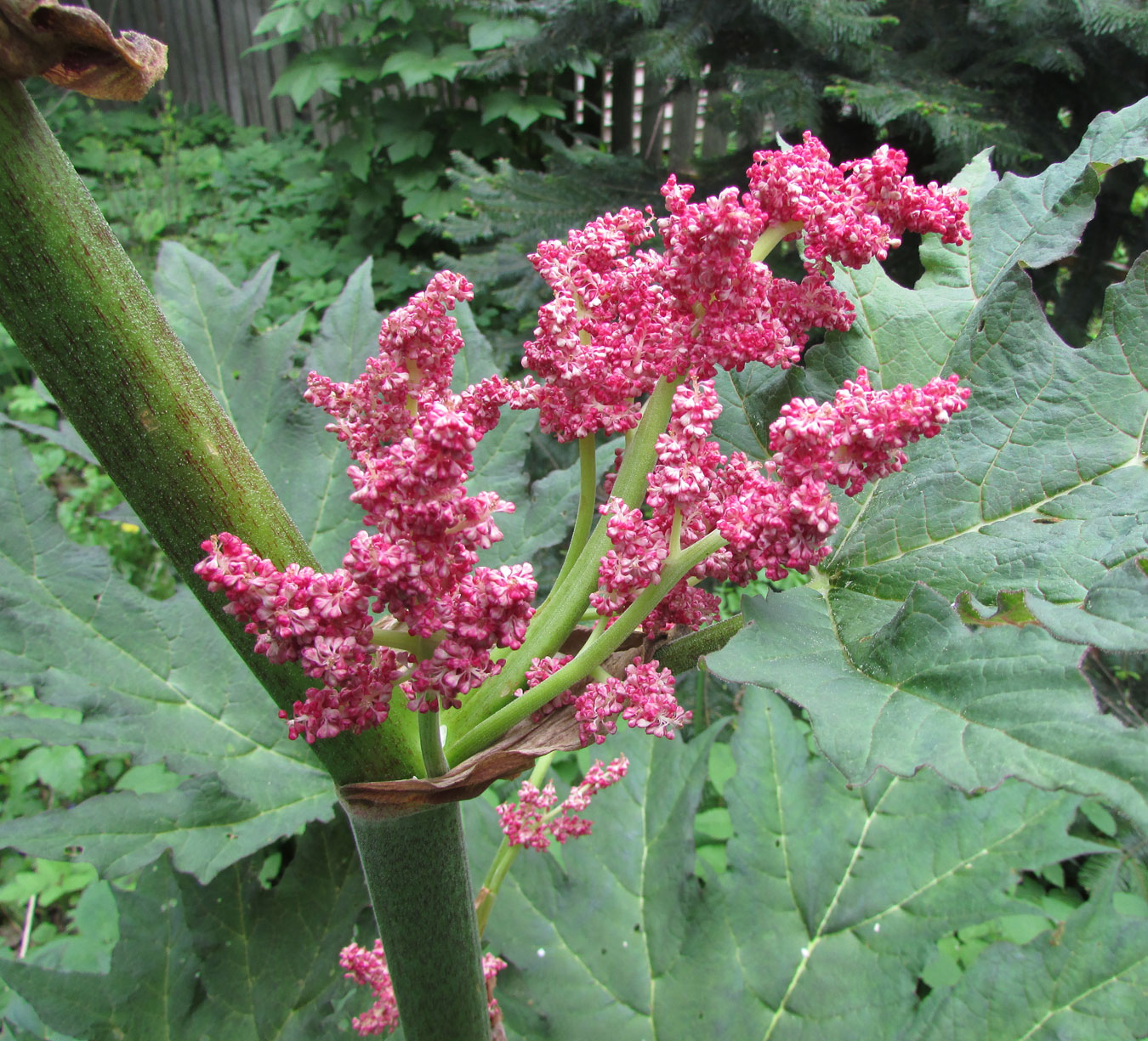 Ревень тангутский