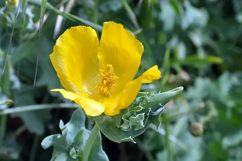 Мачек желтый