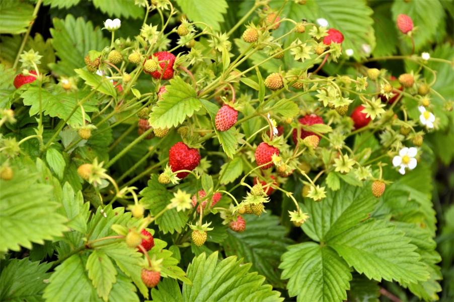 Земляника ремонтантная
