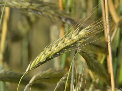 Рожь яровая