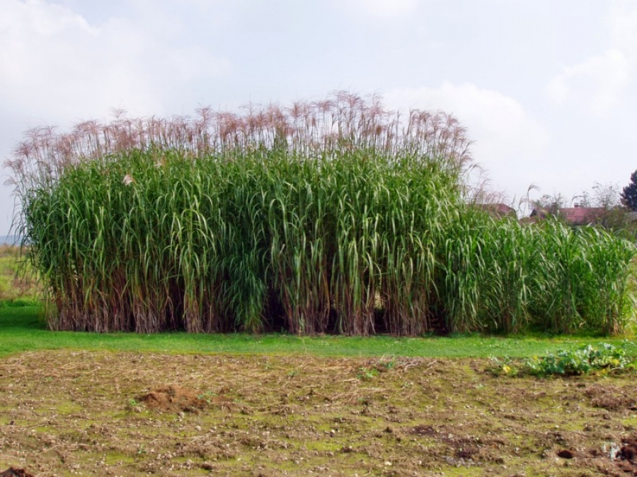 Слоновая трава