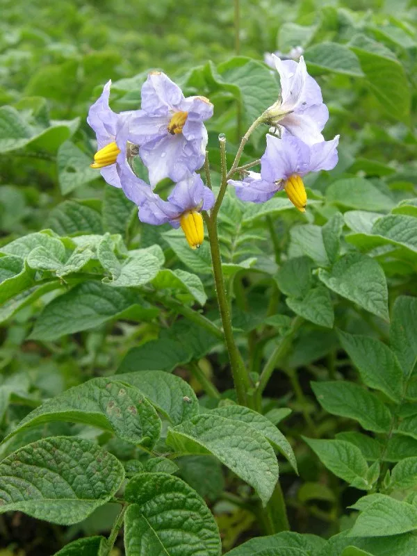 Картофель чилийский