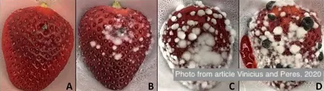 Симптомы Белой гнили земляники после трех (A), шесть (B), десять (C), и пятнадцать (D) дней после заражения.