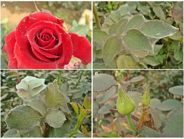 Jesús Huerta-Pérez et al., 2017