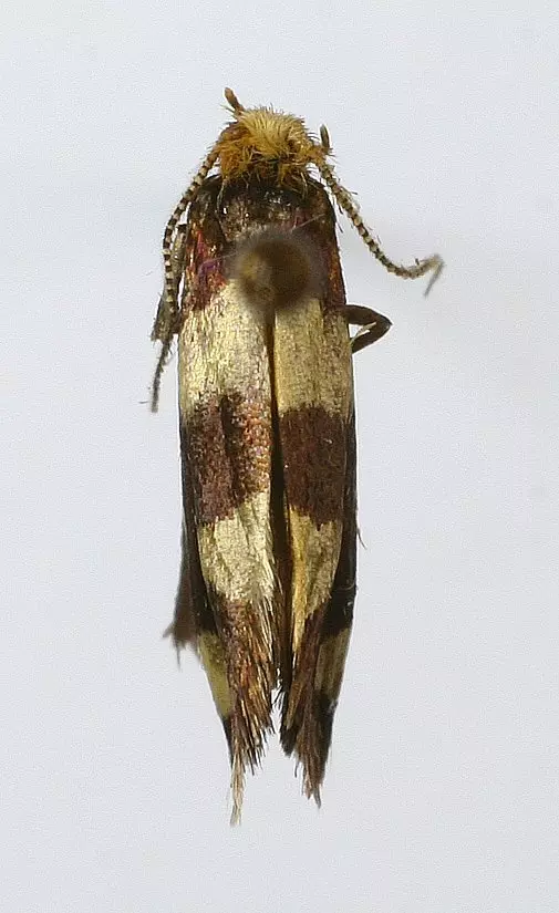 By M. Virtala - http://wibe.ath.cx/hyonteiset/index.php?option=com_content&amp;view=article&amp;id=17744, Copyrighted free use, https://commons.wikimedia.org/w/index.php?curid=9766949