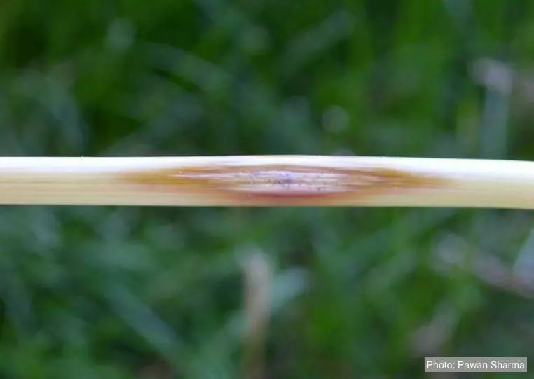 Проявление симптомов поражения Церкоспореллеза на стебле ячменя