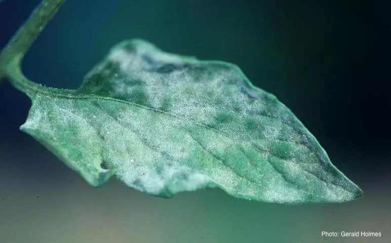 Мучнистая роса вызвана грибом Leveillula taurica