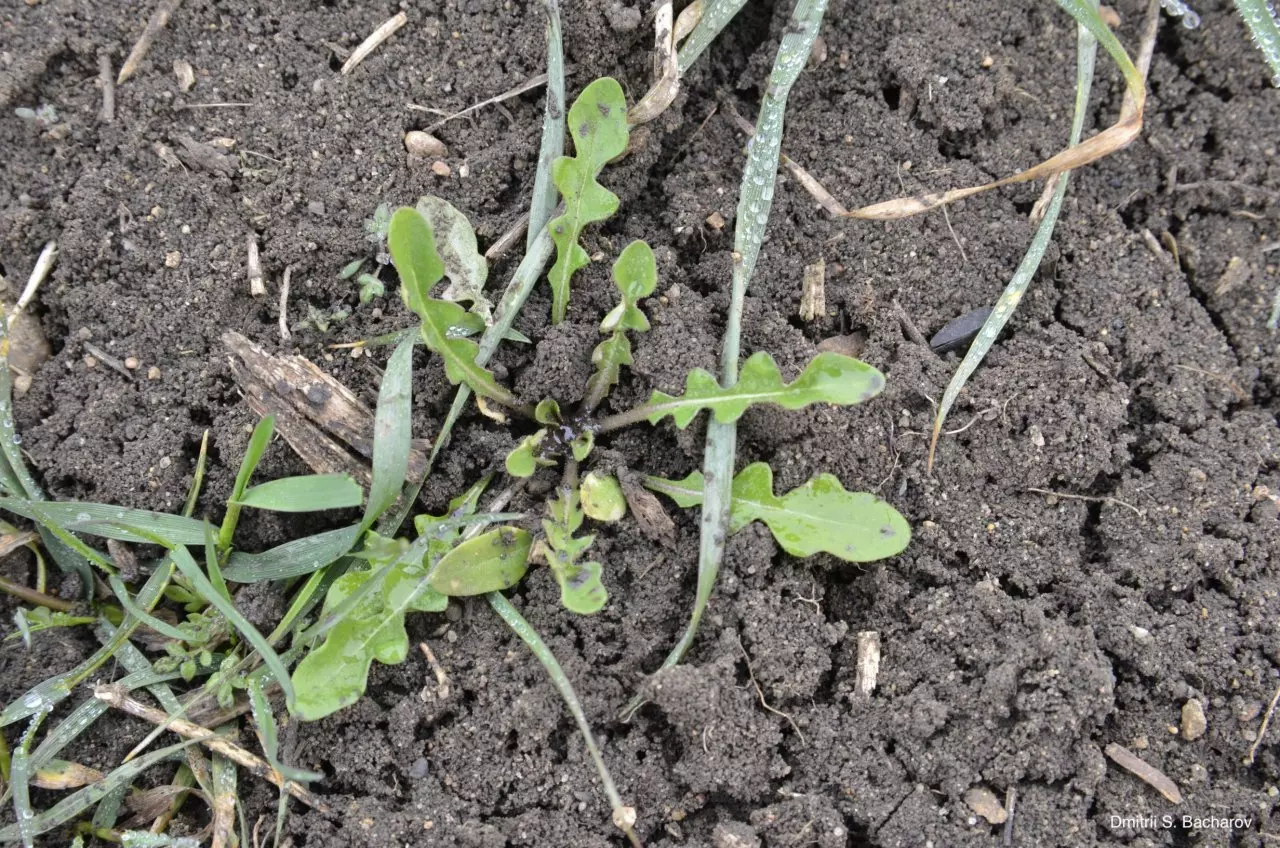 Желтушник растопыренный в посеве оз.пшеницы. Дата: 20 февраля 2020 г.