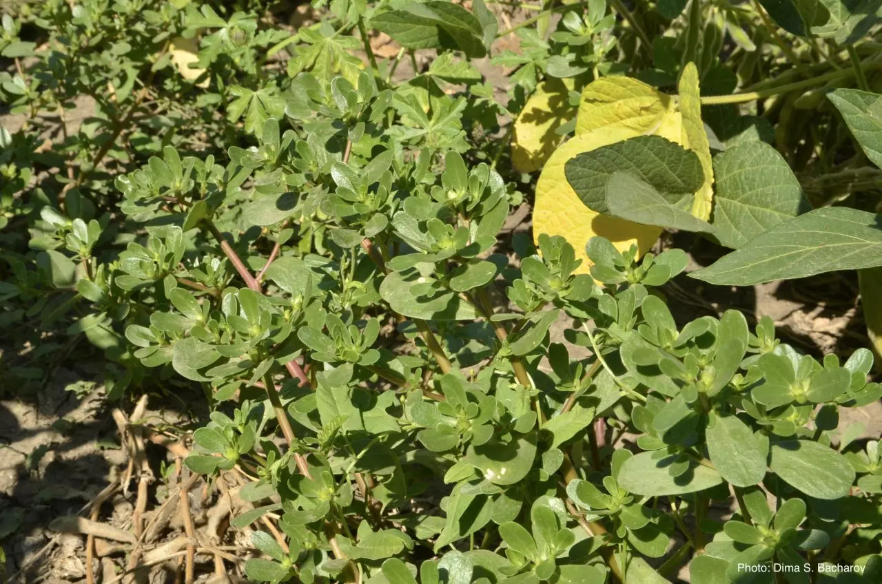 Вид на взрослое растение в посеве сои.