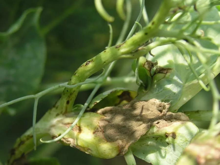Серый налет на  листьях гороха, вызванные  развитием гриба Botrytis cinerea