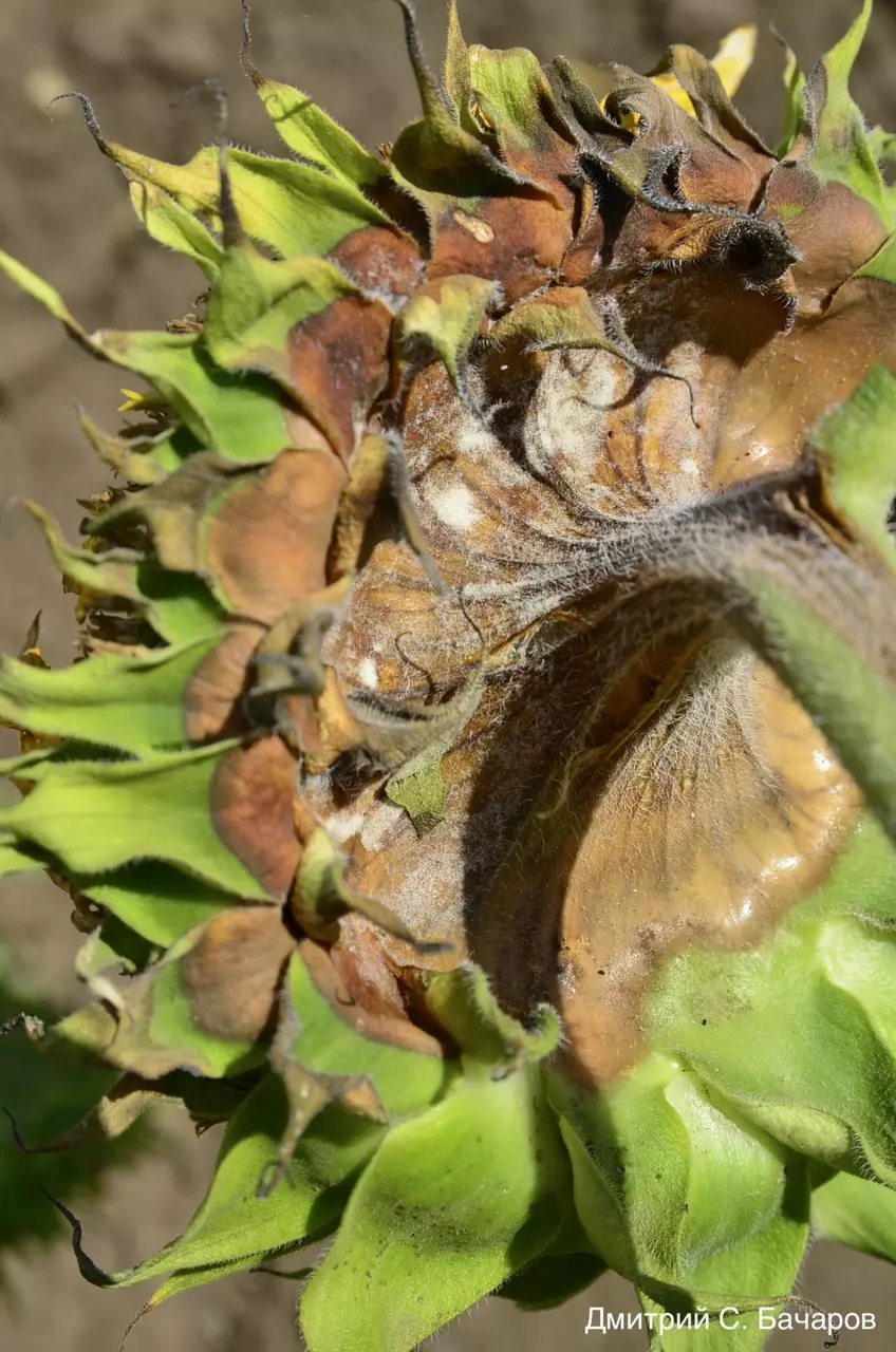 Поражение корзинки