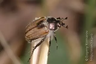 Имаго жука красуна