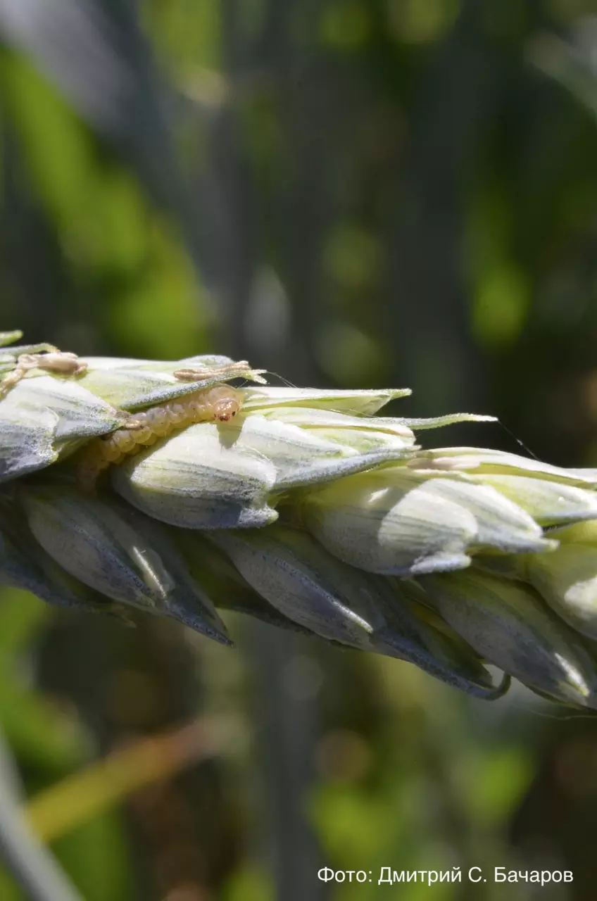 Гусеница злаковой листовертки на колосе оз.пшеницы