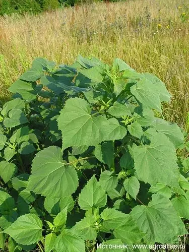 Внешний вид растения.