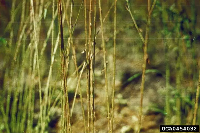 W.E. Sackston, Bugwood.org 