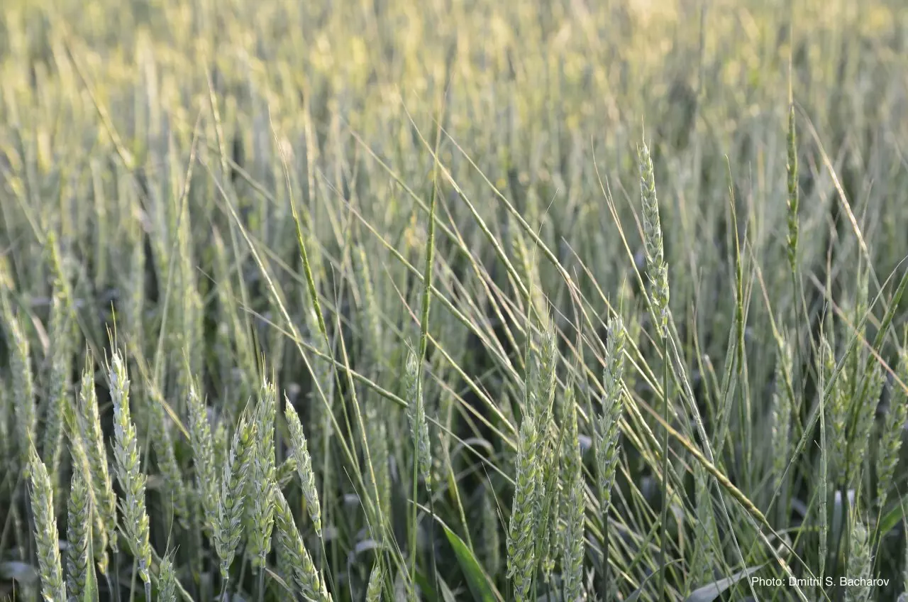 Колошение Эгилопса цилиндрического в посеве озимой пшеницы