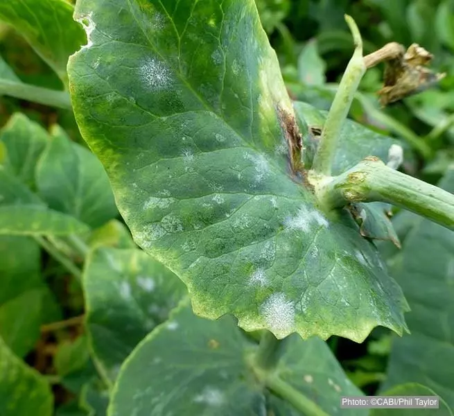Поражение листового аппарата патогеном Erysiphe pisi