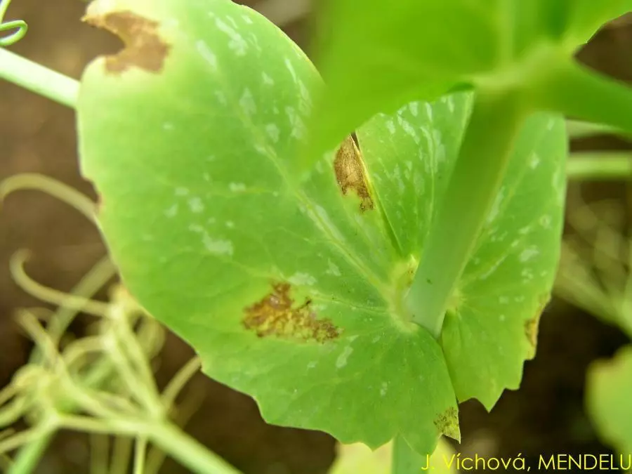 Поражение листьев гороха  Ложной мучнистой росой, вызываемой грибом Peronospora viciae f. sp. pisi 