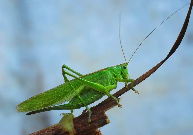 кобылка белополосая. папуанский кузнечик. кузнечик зеленая саранча. углокрылый кузнечик. зеленая кобылка кузнечик.