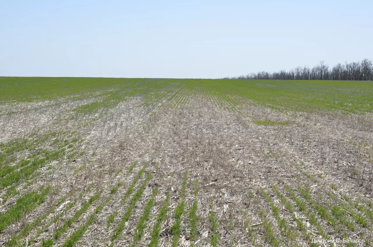 Последствия поражения слизнями посевов озимой пшеницы