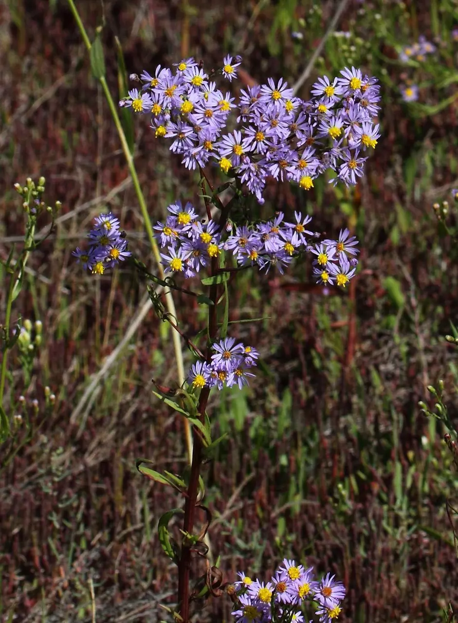 Верхушка цветущего растения. Алтайский край, Кулундинская степь, окр. оз.Кулундинское. 20.08.2014. Олег Сёмин © 2017; таксон определил(а) Михаил Князев