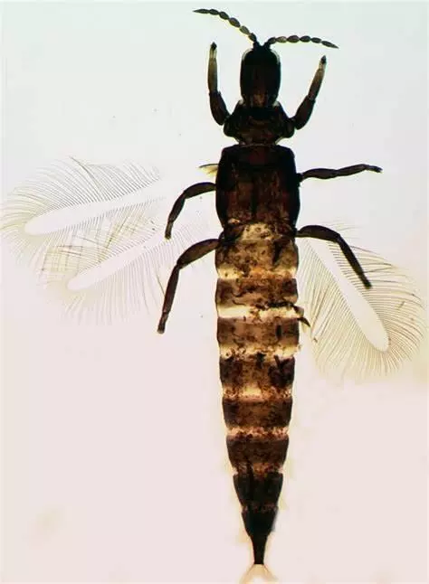 Внешний вид имаго Трип пшеничный