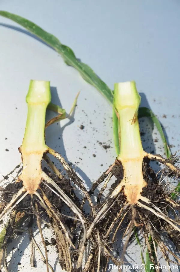 Поражение апикальной части корня