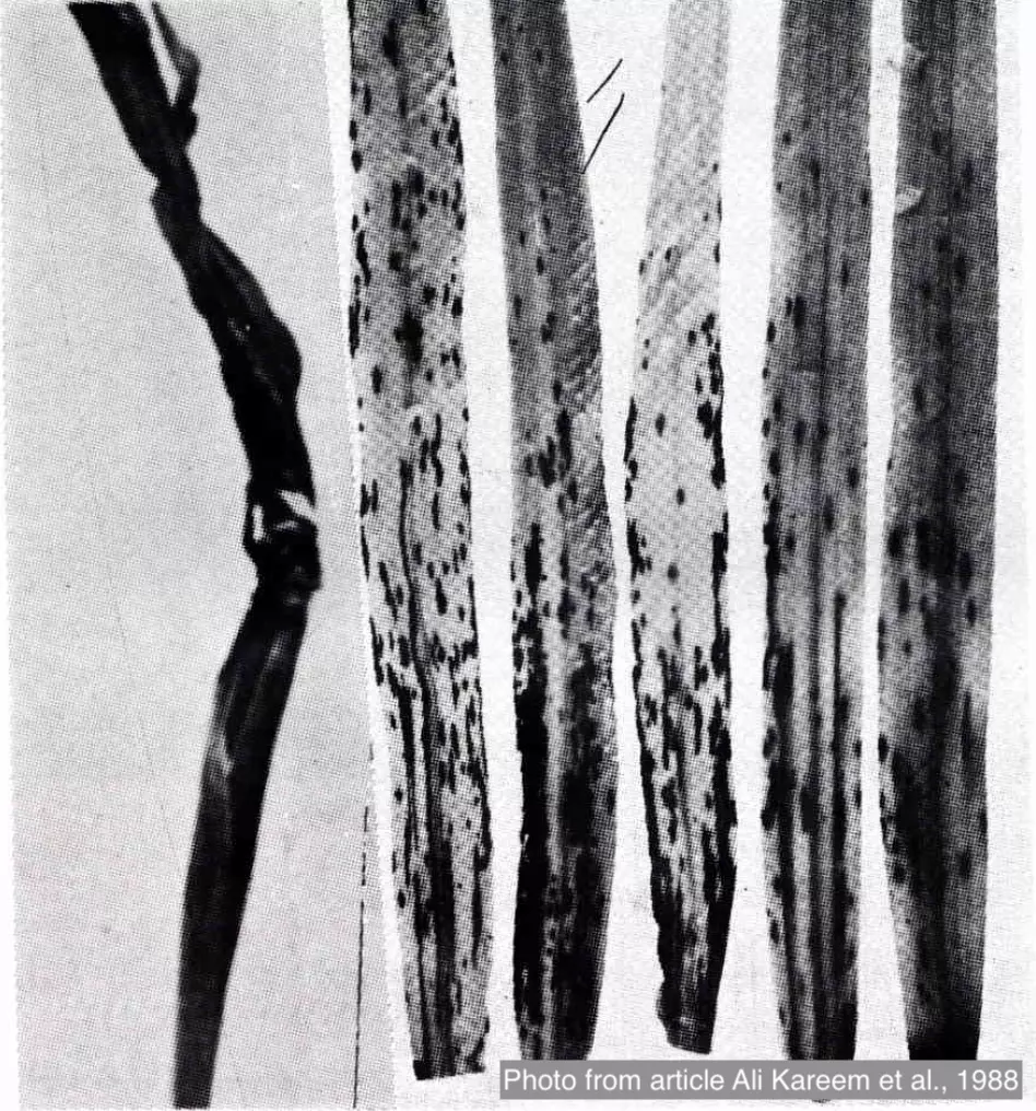 Внешний вид проявления заболевания Дилофоспороз на ячмене