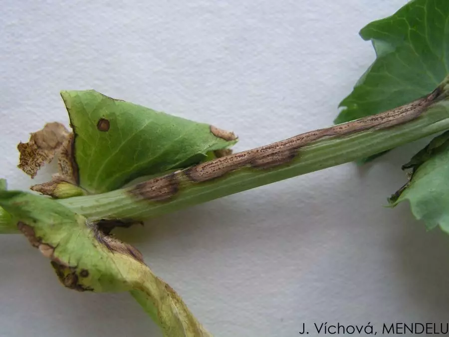 Развитие Бледнопятнистого аскохитоза, вызываемого грибом Ascochyta pisi  на  побеге гороха  