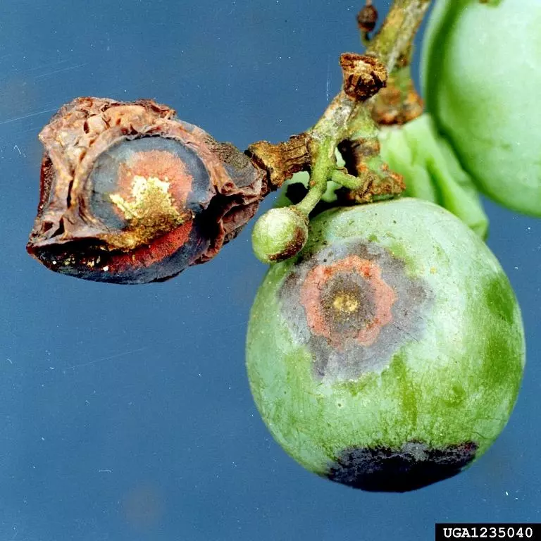 Clemson University - USDA Cooperative Extension Slide Series , Bugwood.org 