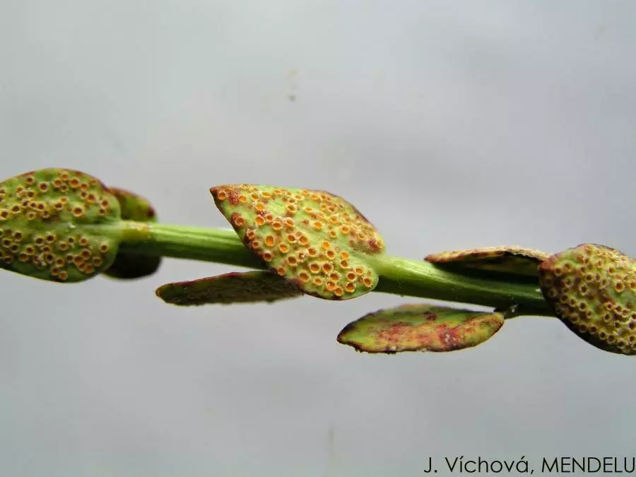 Пустулы ржавчины на листьях гороха, вызываемые грибом Uromyces pisi-sativi