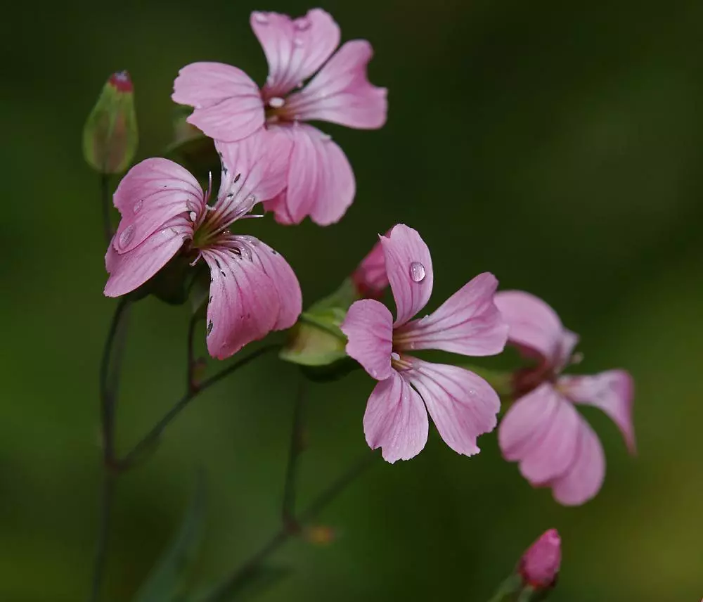 Цветки. Московская обл., Раменский р-н, окр. дер. Хрипань, садовый участок. 17.07.2014. Виталий Гуменюк © 2014; таксон определил(а) Андрей Ковальчук Место съёмки: Хрипань