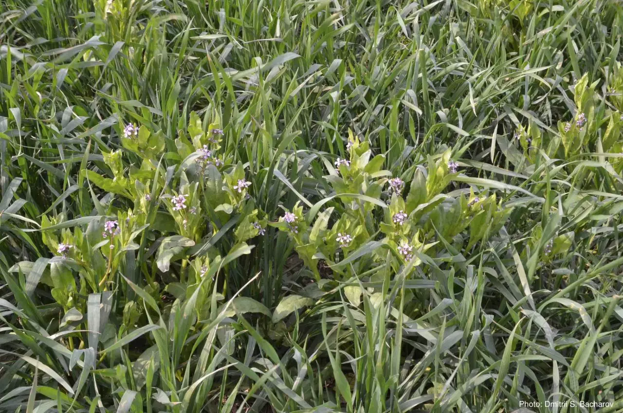 Вид на сорное растение в посеве оз.пшеницы