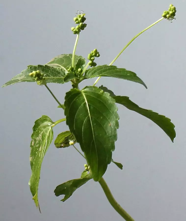 Верхушка цветущего растения. Германия, г. Кемпен, сорное среди культурных растений. 17.06.2012. Валерий Куделя © 2012 Место съёмки: Кемпен 