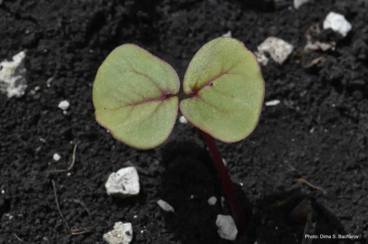 Фаза развития: семядольные листья