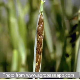 Поражение колоса ячменя Ложной пыльной головней