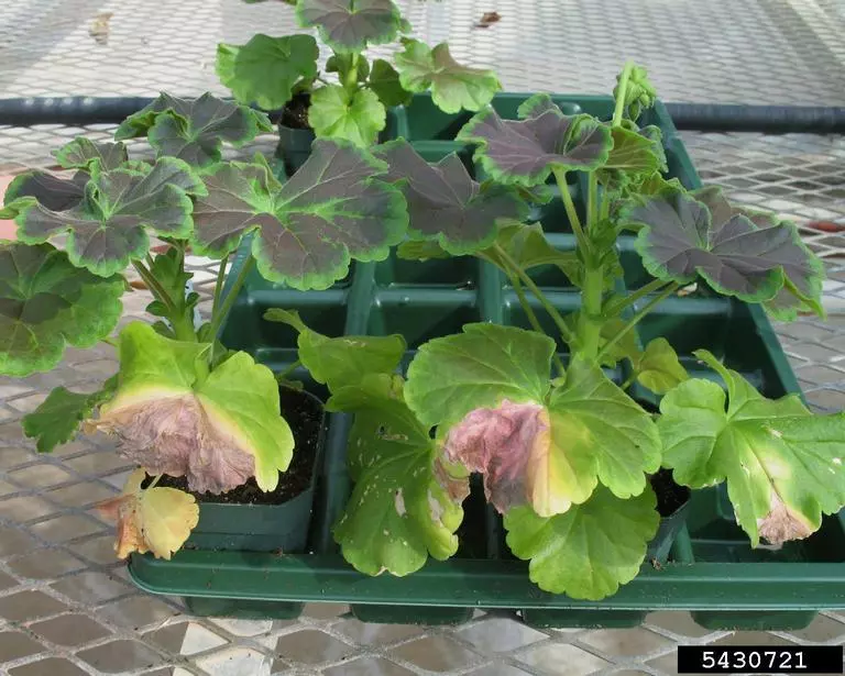 Nancy Gregory, University of Delaware, Bugwood.org