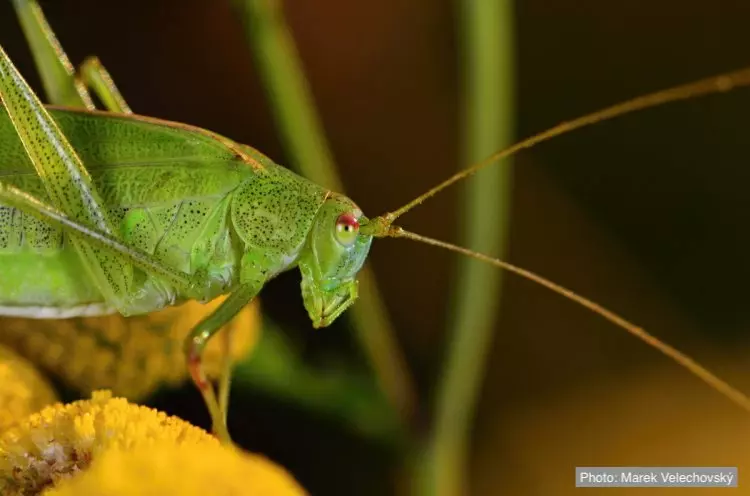 Имаго Пластинокрыла обыкновеннего.