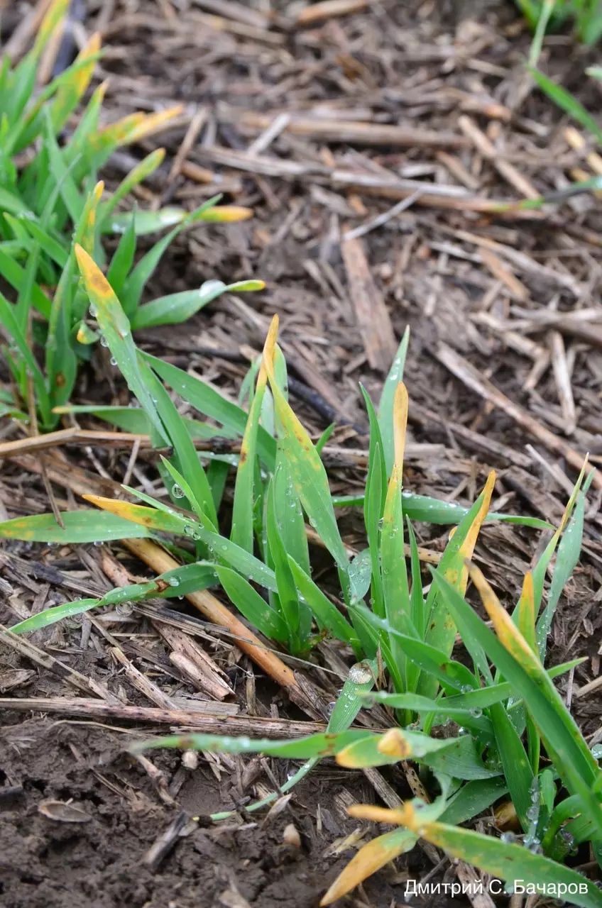 Поражение листового аппарата оз.ячменя ринхоспориозом 