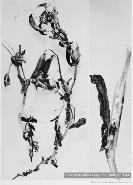 Пораженное растение гороха белой гнилью